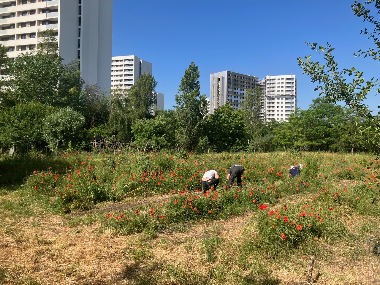  Le Champ de la Garde, une friche au cœur de Nanterre-image